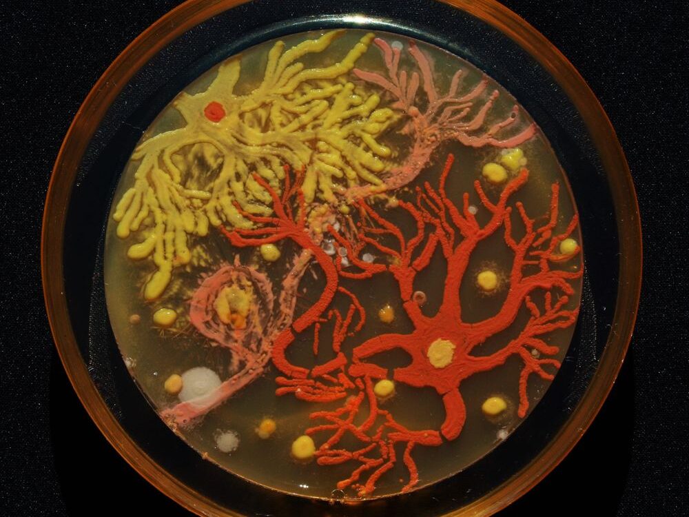 Microbial Art